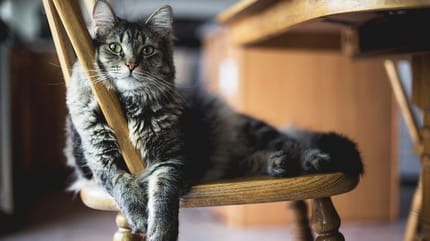 Namen voor katten