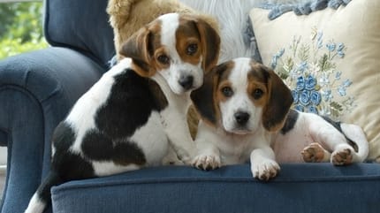 deux chiots sur un fauteuil