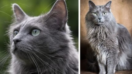 Raisons d'avoir un chat Nebelung