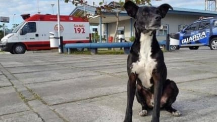 Un chien attend son maître décédé depuis 8 mois