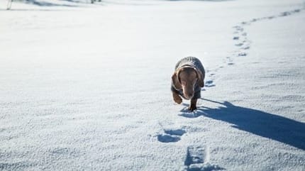un teckel qui marche dans la neige
