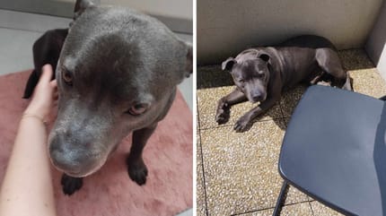 Neyo, chien à adopter