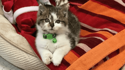 Adorable chaton sauvé