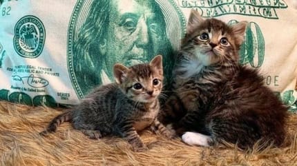 barnes and noble, deux chatons de refuge