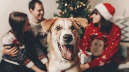 chien qui fête de Noël