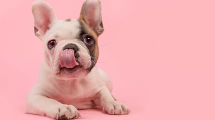 Nombres de Disney para perritas