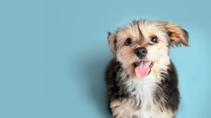 Nombres de Disney para perros
