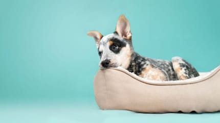 Nombres de los perros de Disney