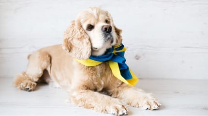 Nombres ucranianos para perros