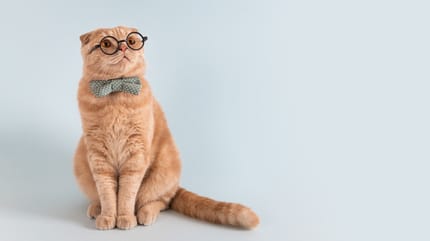 nomi di filosofi per gatti