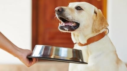 chien appartement mange