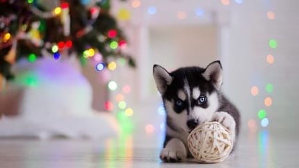chien qui fête Noël