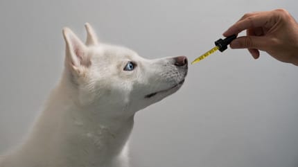 oligo-éléments pour chien