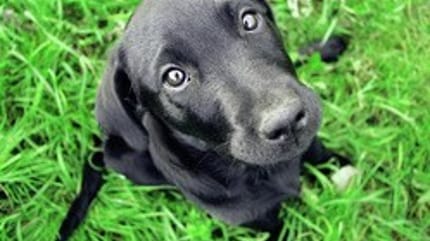 ordre chien assis