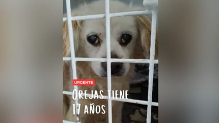 orejas-perro-en-adopcion