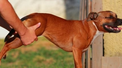 ostéopathie chien chihuahua