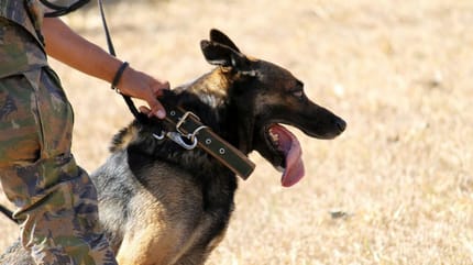 Owczarek na służbie