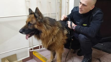 Deutscher Schäferhund und ein Stadtpolizist.