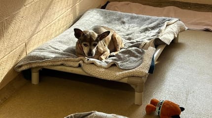 Paco, ein Hundesenior, zurück im Tierheim