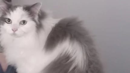 Panda la chatte