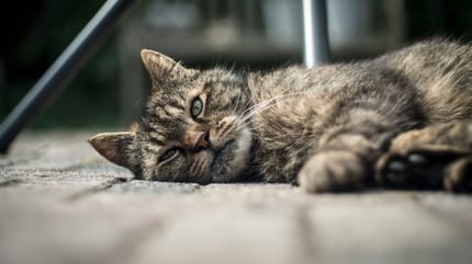 Paniek in Oosterbeek vanwege vergiftiging honden en katten