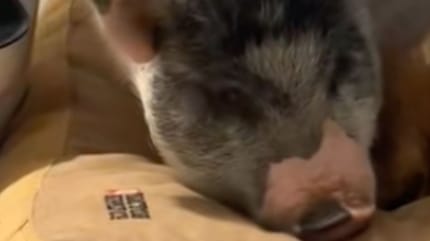 Panier du chien et cochon