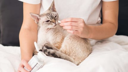 ¿Para qué sirve Milpro gatos?