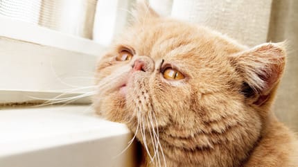 parvovirus del gatto