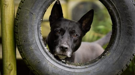 Pasha, de Stafford die graag geadopteerd wil worden