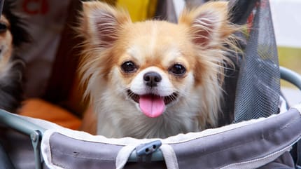 passeggino per cani