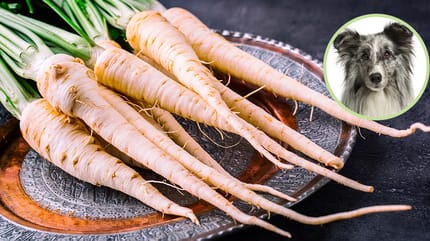 Mag een hond pastinaak eten?