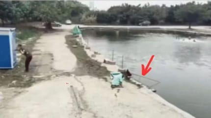 pastor alemán pescador