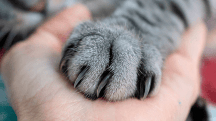 Meilleur Coupe-griffes pour Chat