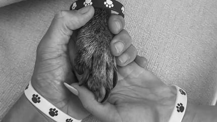 patte chien et famille