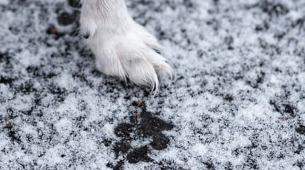 A dog's paw in the snow