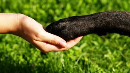 pattes main chien
