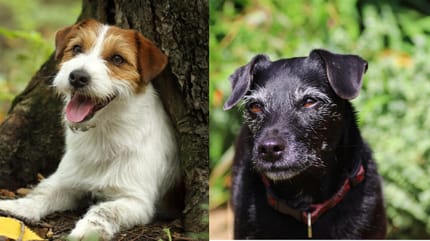 Patterjack
