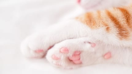 pattes chat