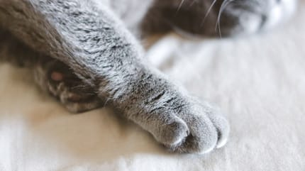 pattes chat gris