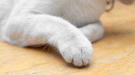 Pattes d'un chat
