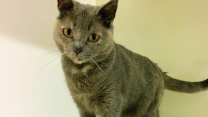 chatte écaille de tortue