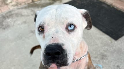 Pearl, la maman des chiots