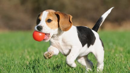 pelotas kong para perros
