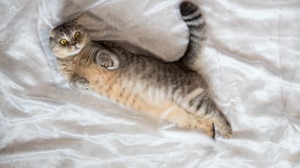 Por qué el pene del gato es puntiagudo