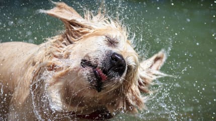 Perché i cani bagnati puzzano