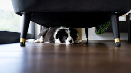 perché i cani hanno paura dei botti