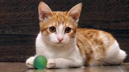 chaton balle jeu