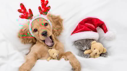 pericoli di natale per cane e gatto