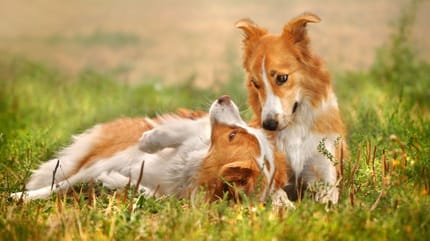 Periodo di accoppiamento dei cani