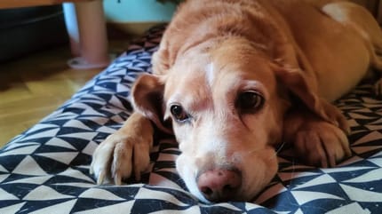 perrita abuela triste